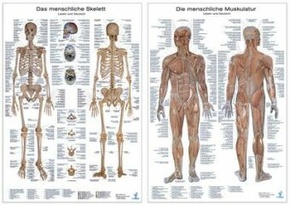 Muskelsystem, Lerntafel. Skelettsystem, Lerntafel, 2 Tafeln