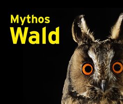 Mythos Wald