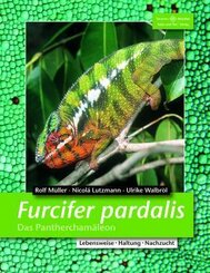 Furcifer pardalis