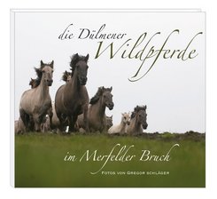 Die Dülmener Wildpferde im Merfelder Bruch