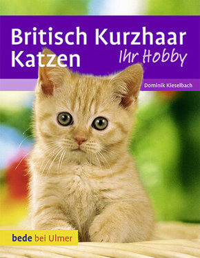 Britisch Kurzhaar Katzen