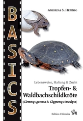 Tropfen- und Waldbachschildkröte