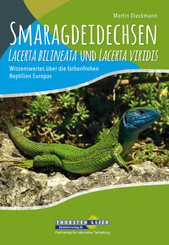 Smaragdeidechsen Lacerta bilineata und Lacerta viridis