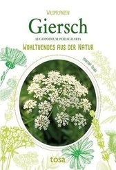 Giersch - Aegopodium Podagraria