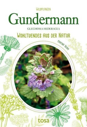 Gundermann - Glechoma Hederacea