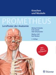 Prometheus: LernPoster der Anatomie, Knochen und Muskeln (4 Poster)