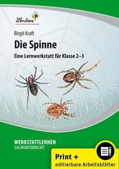 Die Spinne, m. 1 CD-ROM