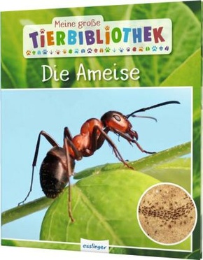Meine große Tierbibliothek: Die Ameise