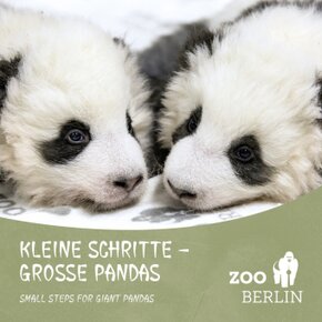 Kleine Schritte - Große Pandas / Small steps for giant Pandas