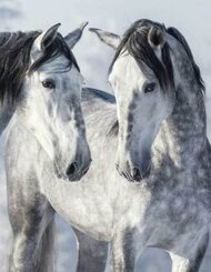 Magic Horses II