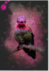 VE Vögel auf Instagram Klappkarte Motiv Rosa Annakolibri 5 Ex.