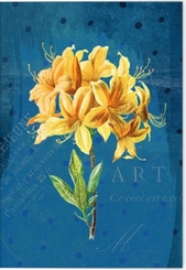 VE Gärten der Künstler Klappkarte Motiv Gelbe Orchidee 5 Ex.
