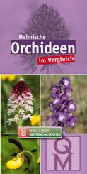 Heimische Orchideen im Vergleich