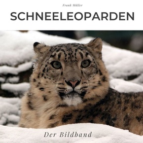Schneeleoparden