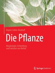 Die Pflanze