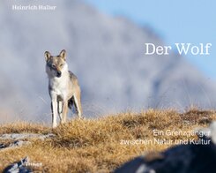 Der Wolf