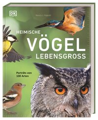 Heimische V&ouml;gel lebensgro&szlig;
