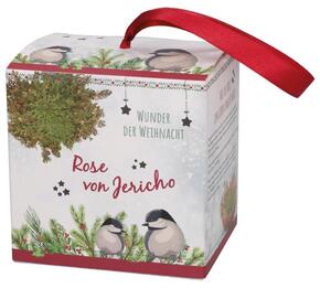 Wunder der Weihnacht - Rose von Jericho