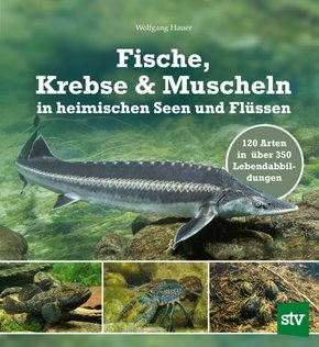 Fische, Krebse & Muscheln in heimischen Seen und Flüssen (eBook, ePUB)