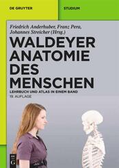 Waldeyer Anatomie des Menschen