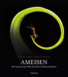 Ameisen