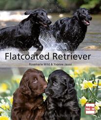 Flatcoated Retriever