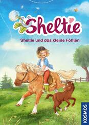 Sheltie - Sheltie und das kleine Fohlen