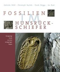 Fossilien im Hunsr&uuml;ck Schiefer