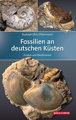 Fossilien an deutschen K&uuml;sten