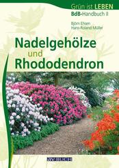 Nadelgeh&ouml;lze und Rhododendron