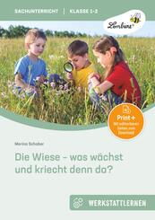 Die Wiese - was w&auml;chst und kriecht denn da?