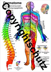 Dermatome der Spinalnerven